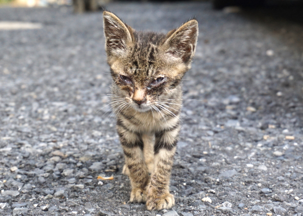 里親さん募集中 新小岩某所 野良猫への餌やりで崩壊した地区 ねこねこ亭の小さな命を守る会