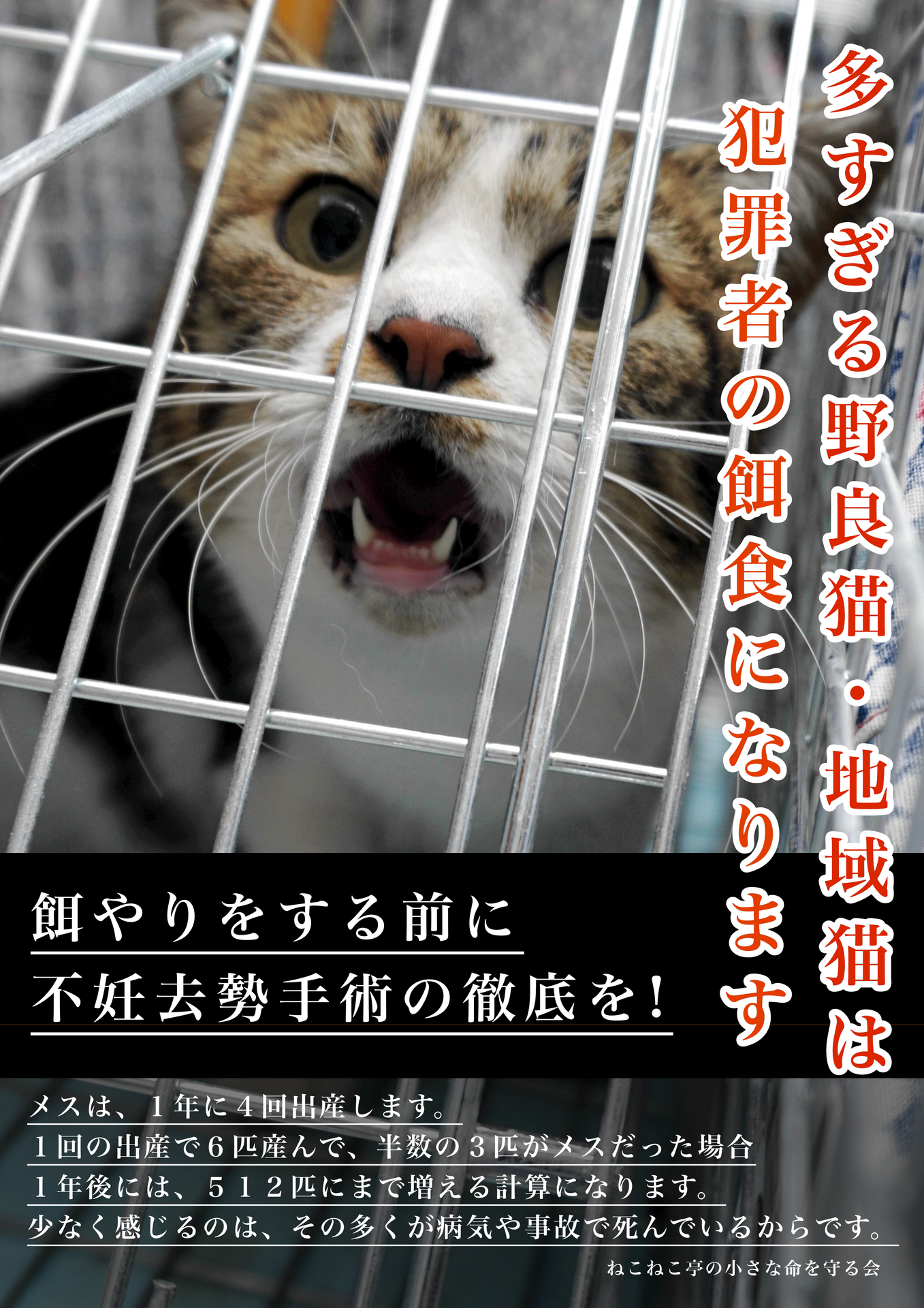 野良猫 地域猫の猫の連れ去りが発生しました 猫獲り 猫拐い ねこねこ亭の小さな命を守る会